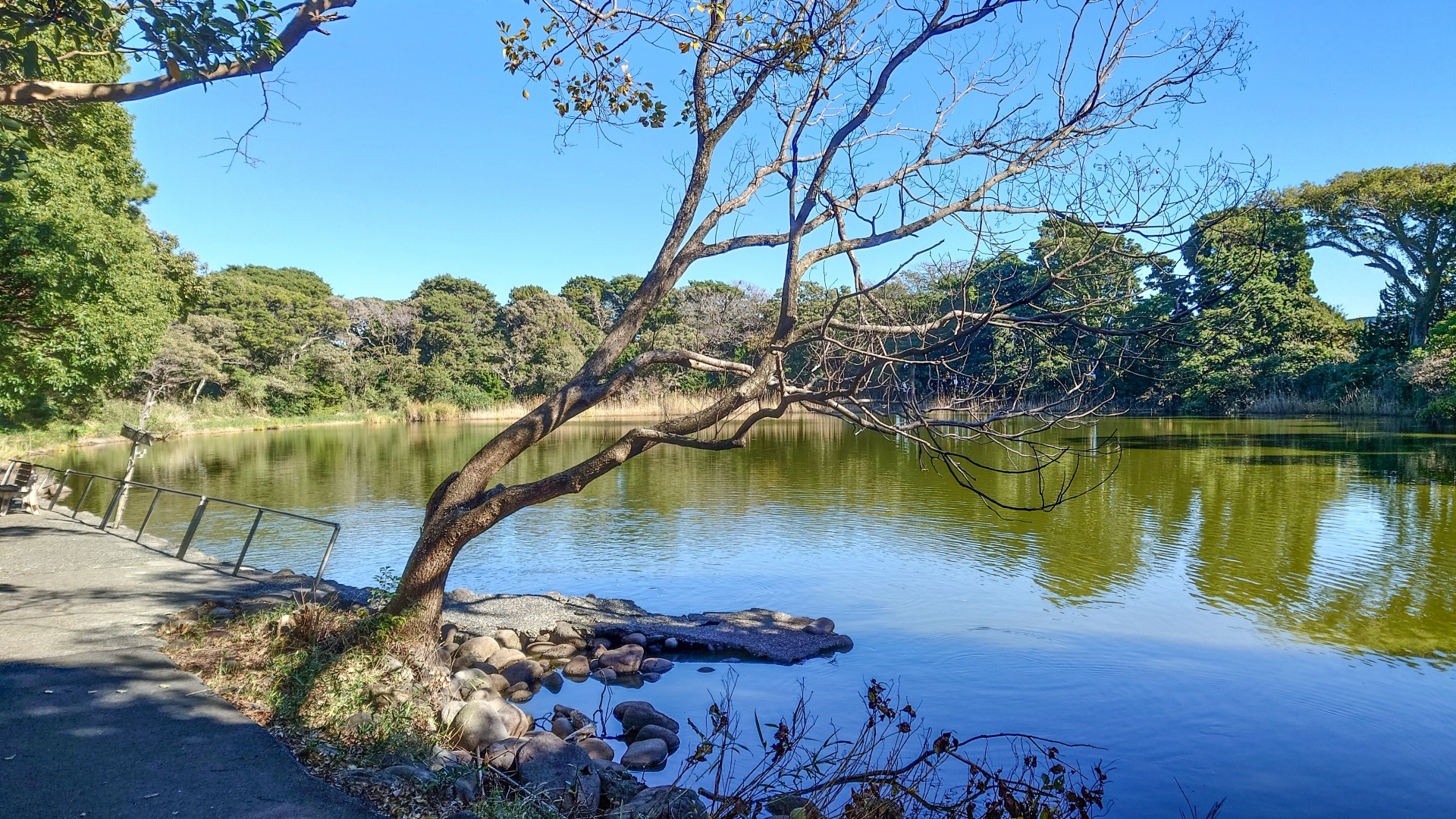 大瀬崎・神池