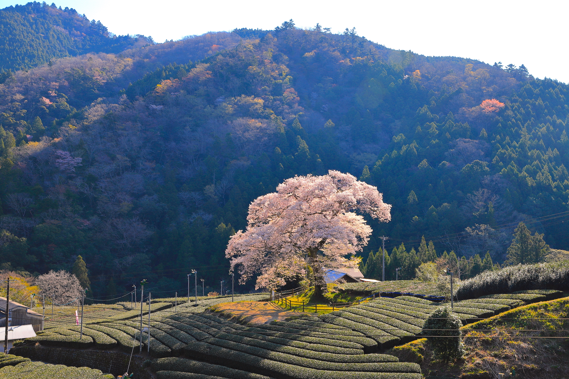 牛代のみずめ桜