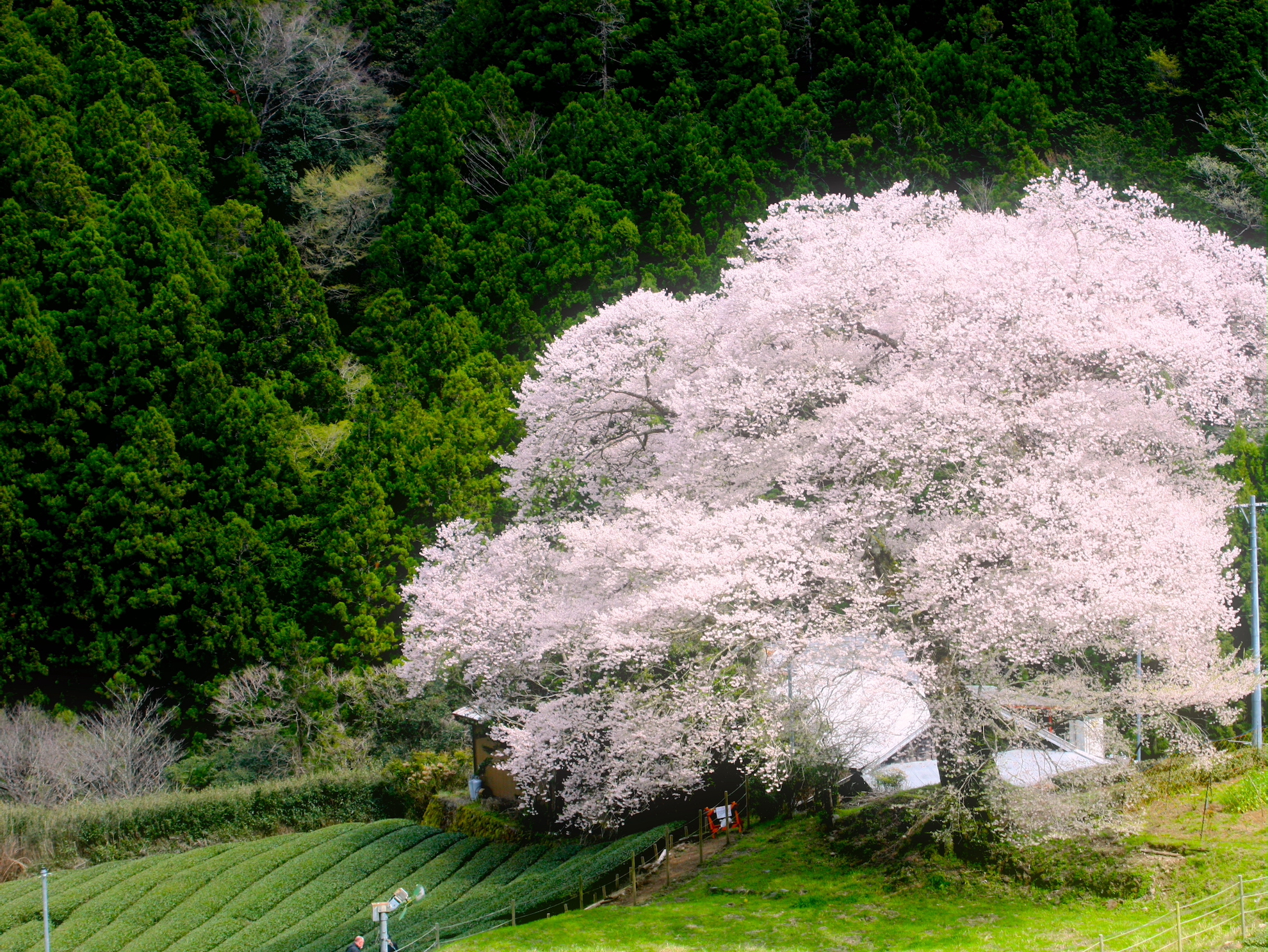 牛代のみずめ桜