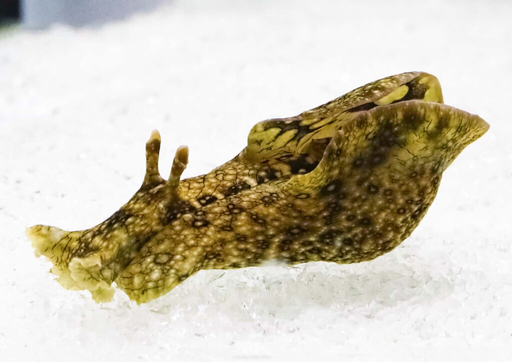 鴨川シーワールド『2023年干支の生き物～海の卯（ウサギ）たち～』