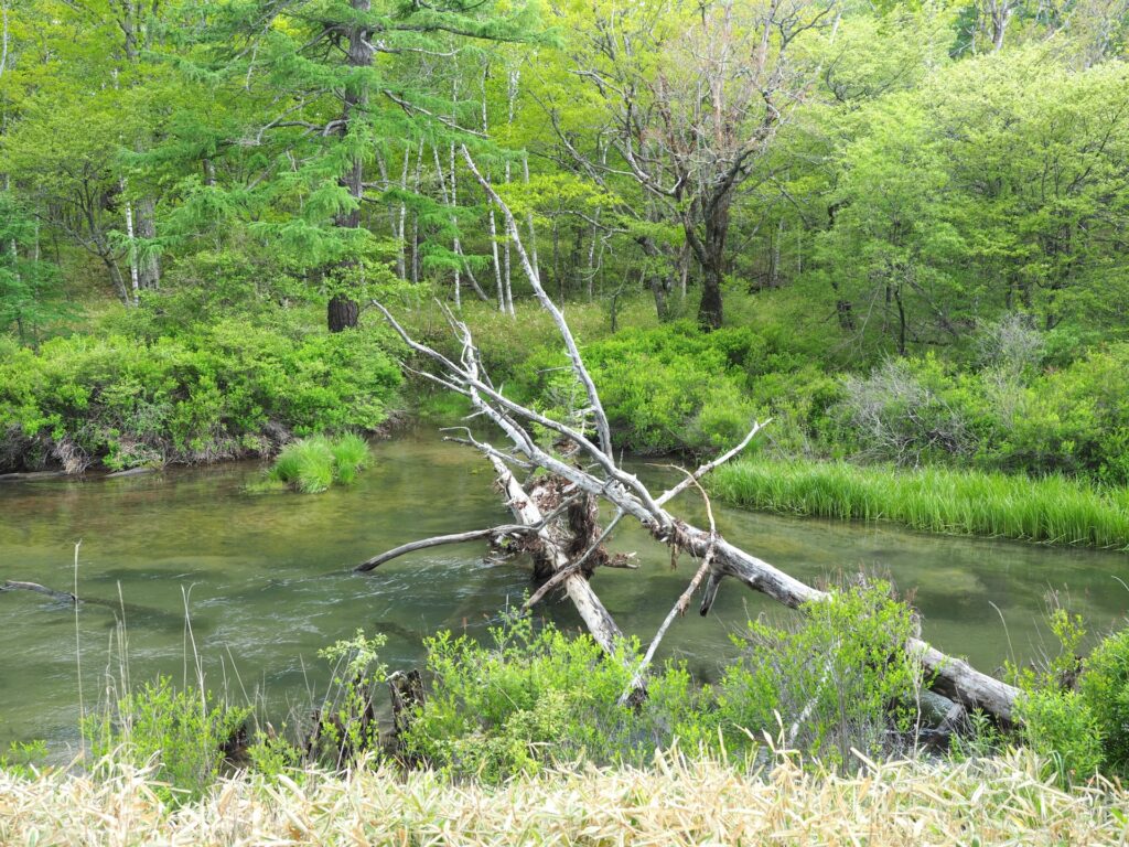 戦場ヶ原を流れる湯川