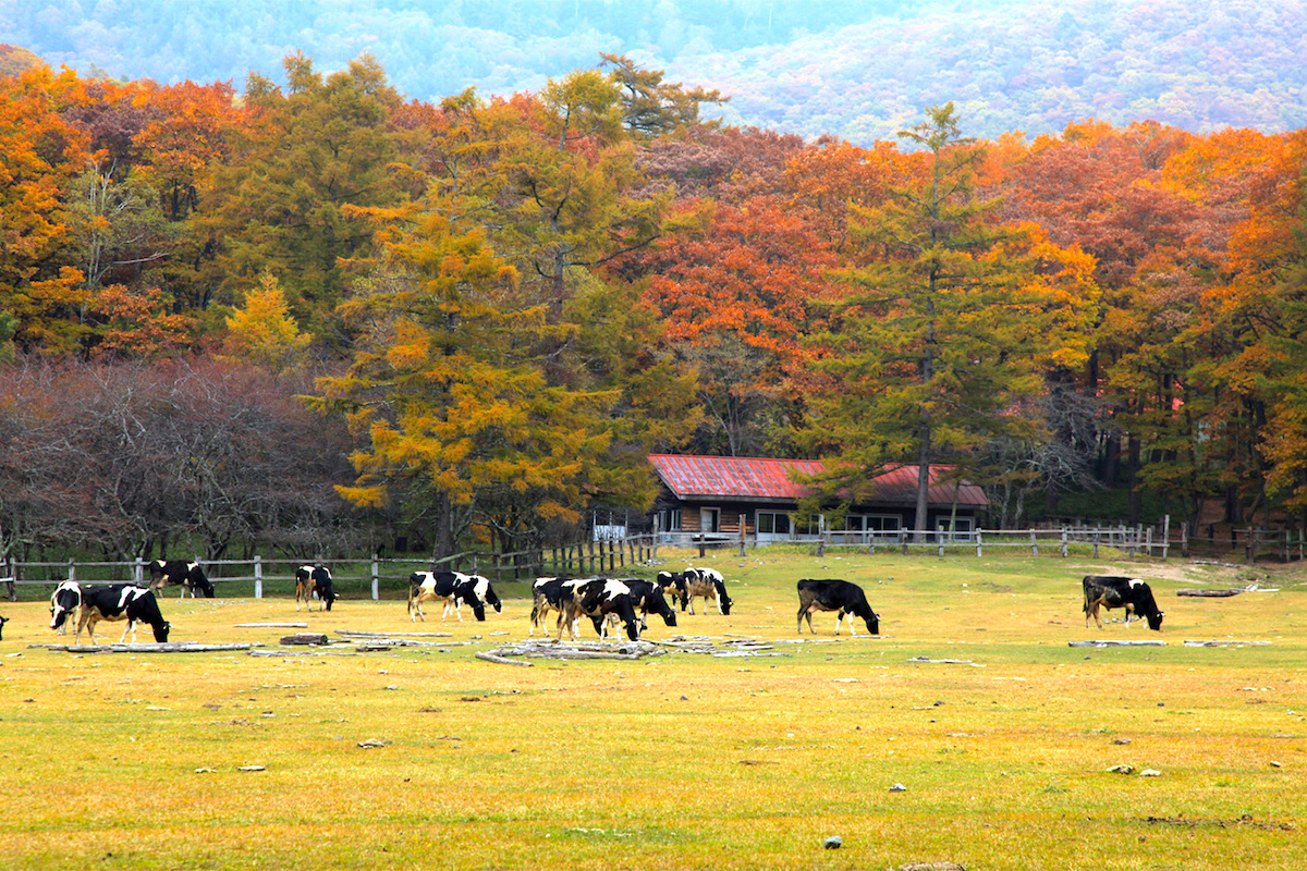 光徳牧場