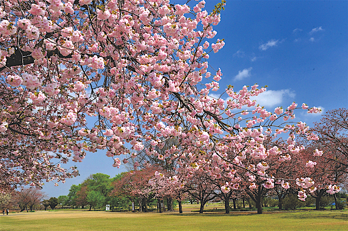 天平の丘公園（下野国分尼寺跡）