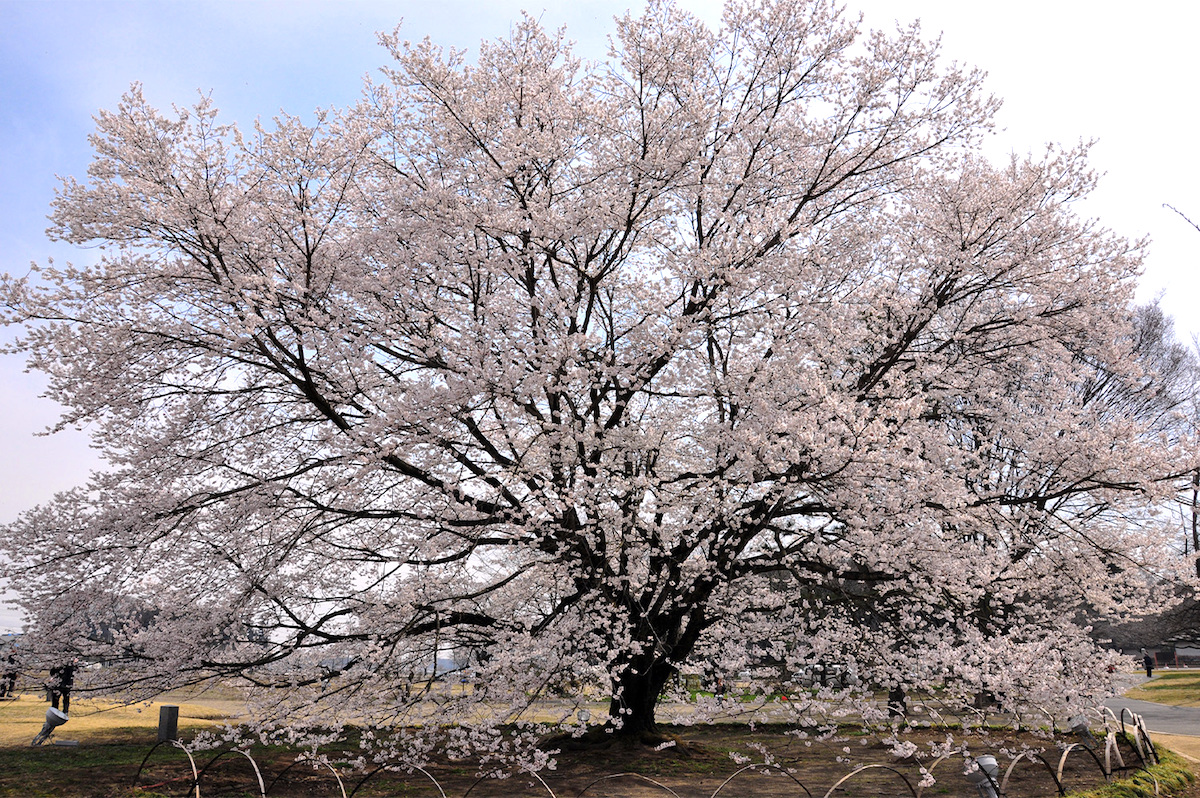 天平の丘公園（下野国分尼寺跡）