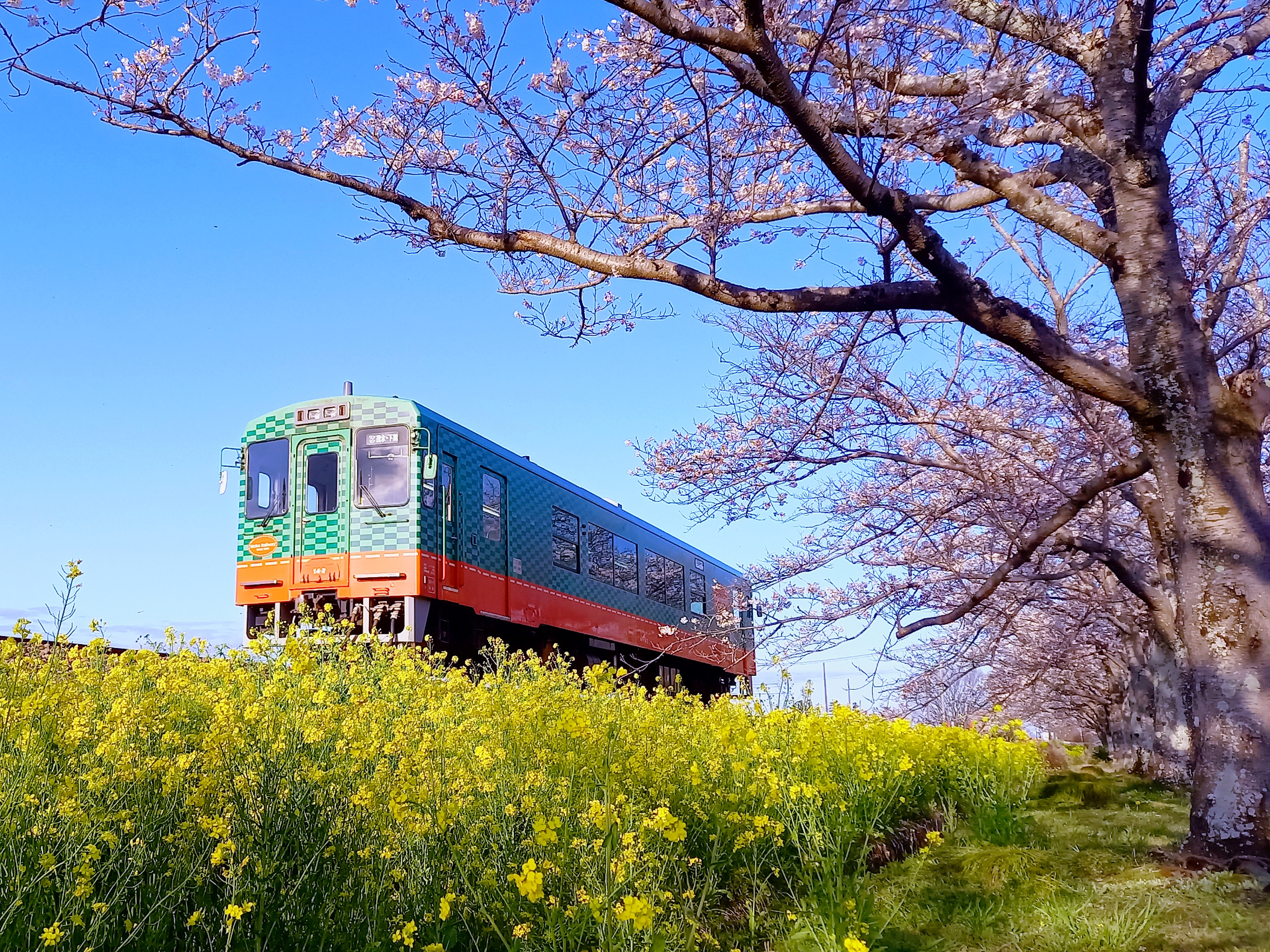 SL・桜・菜の花街道