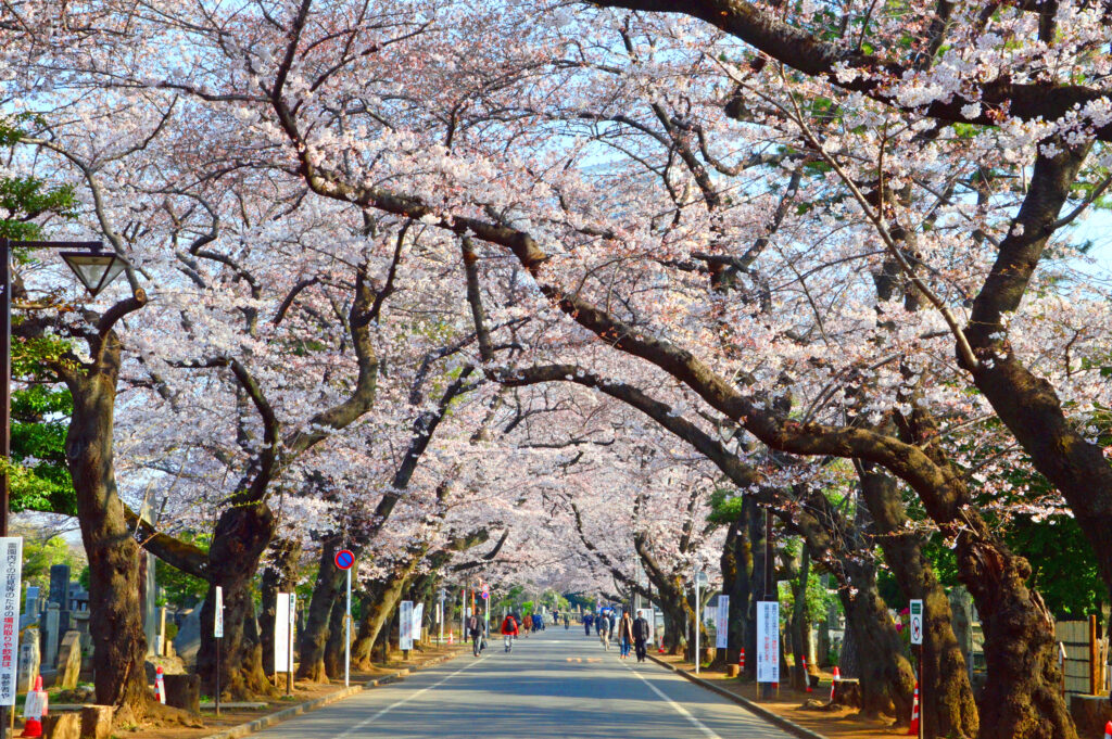 谷中霊園