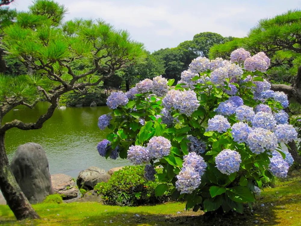 清澄庭園