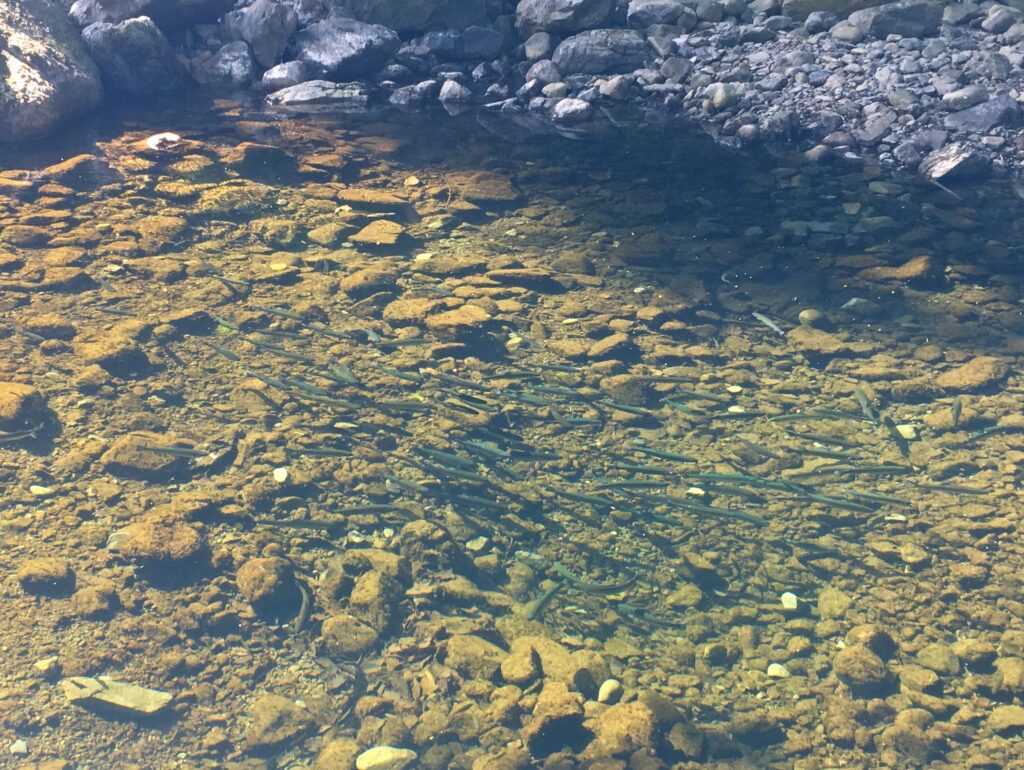 秋川国際マス釣場