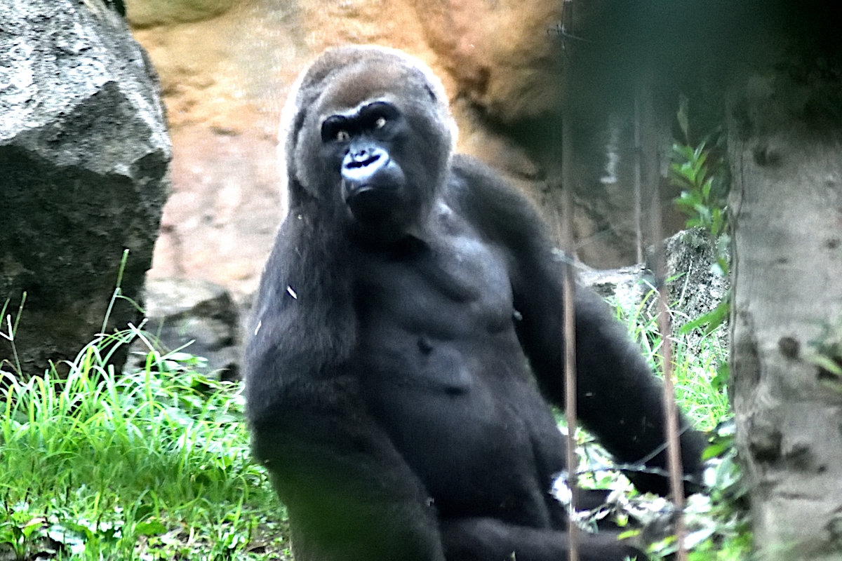 上野動物園