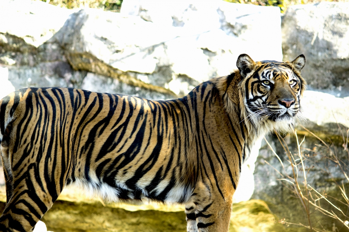 上野動物園