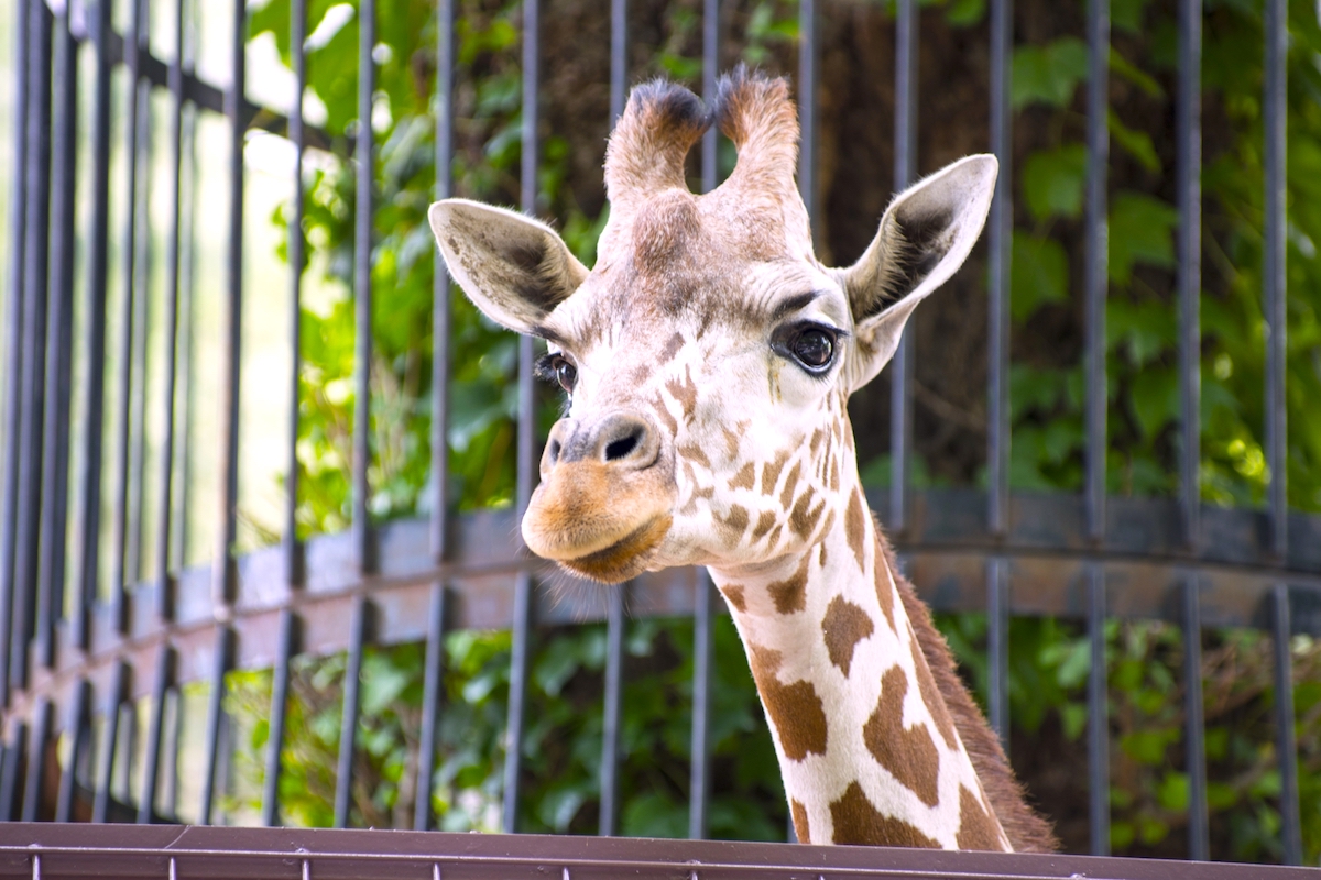上野動物園