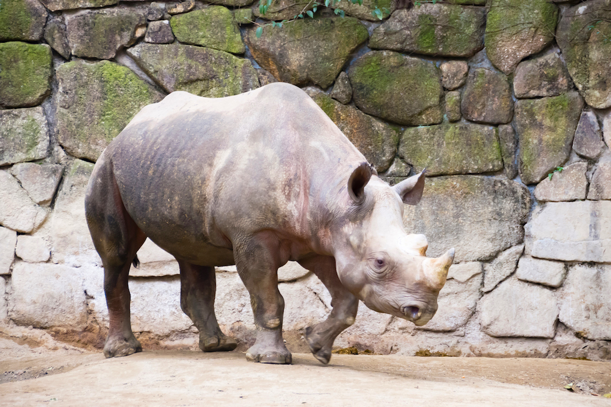 上野動物園