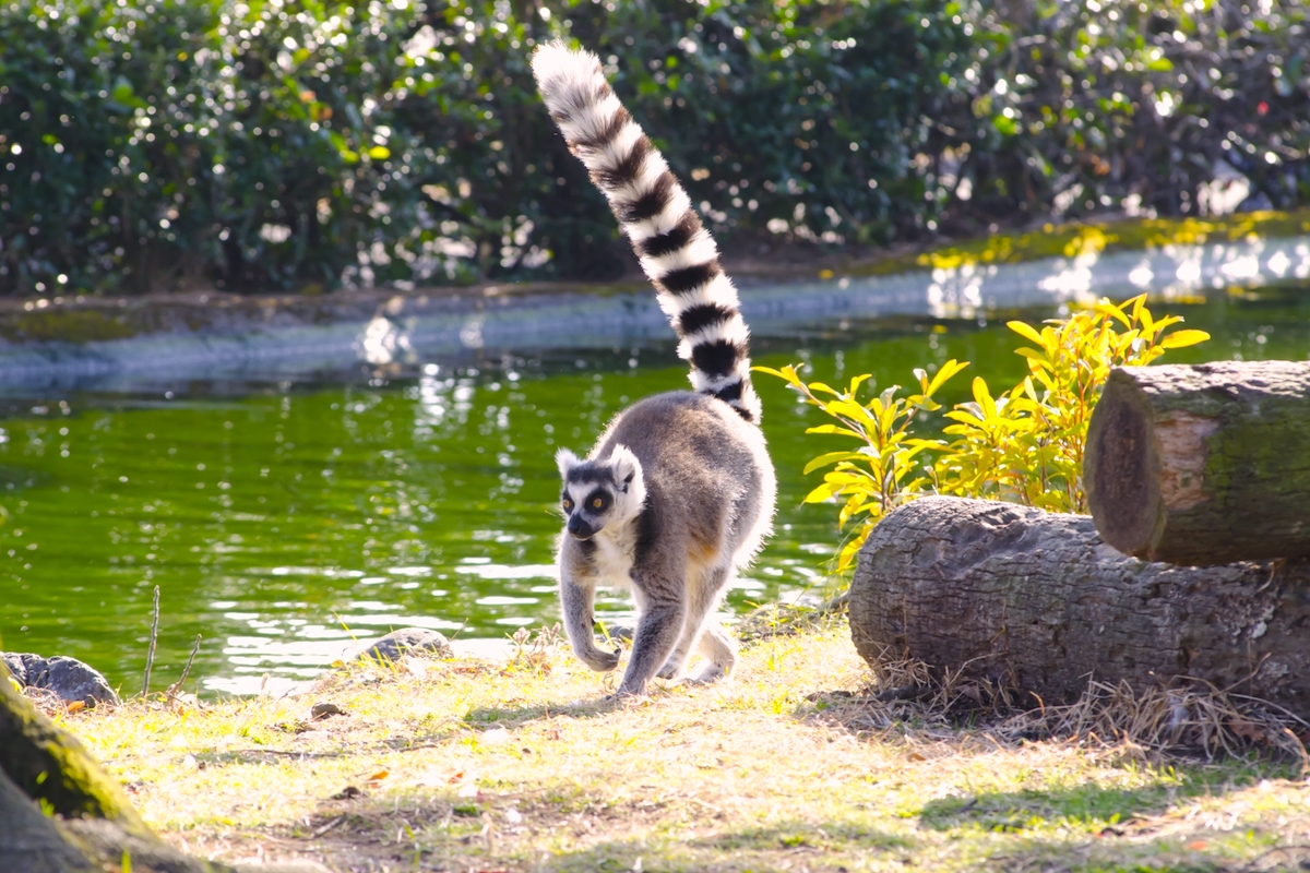上野動物園