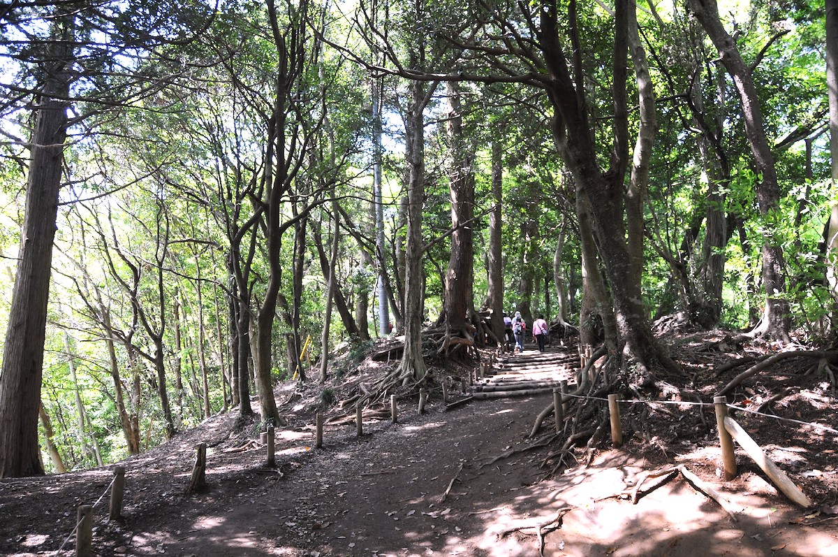 高尾山自然研究路（1号路）
