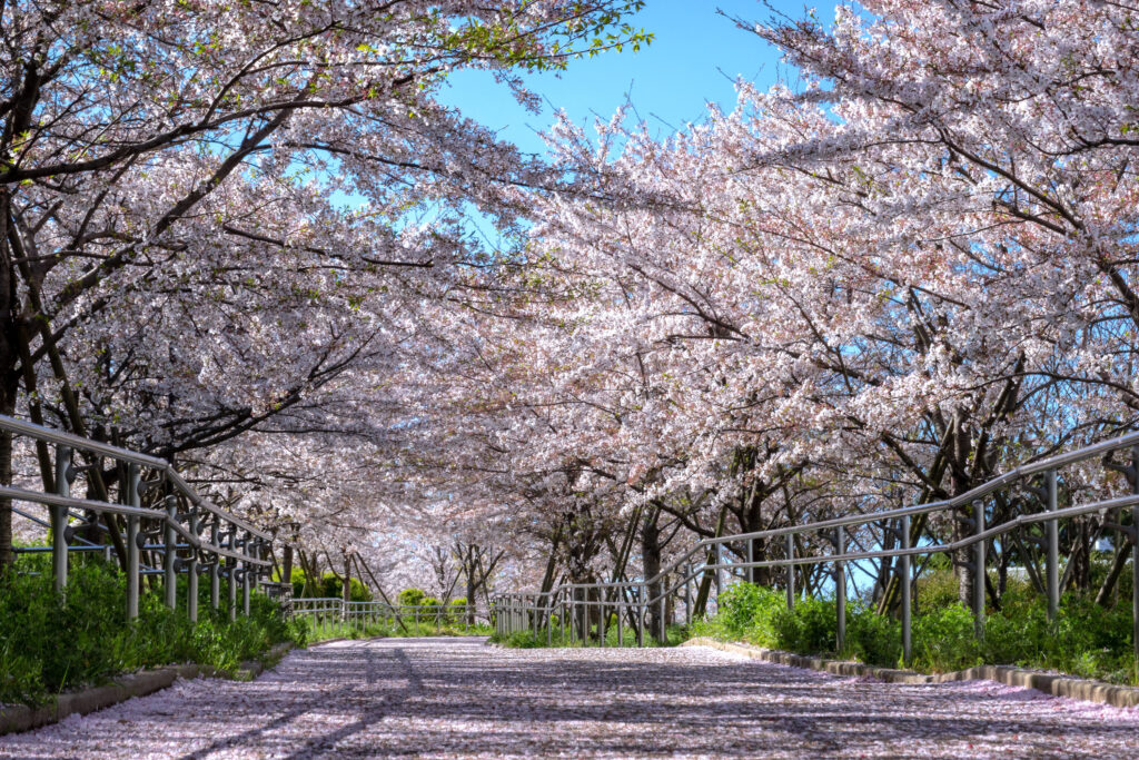 小松川千本桜