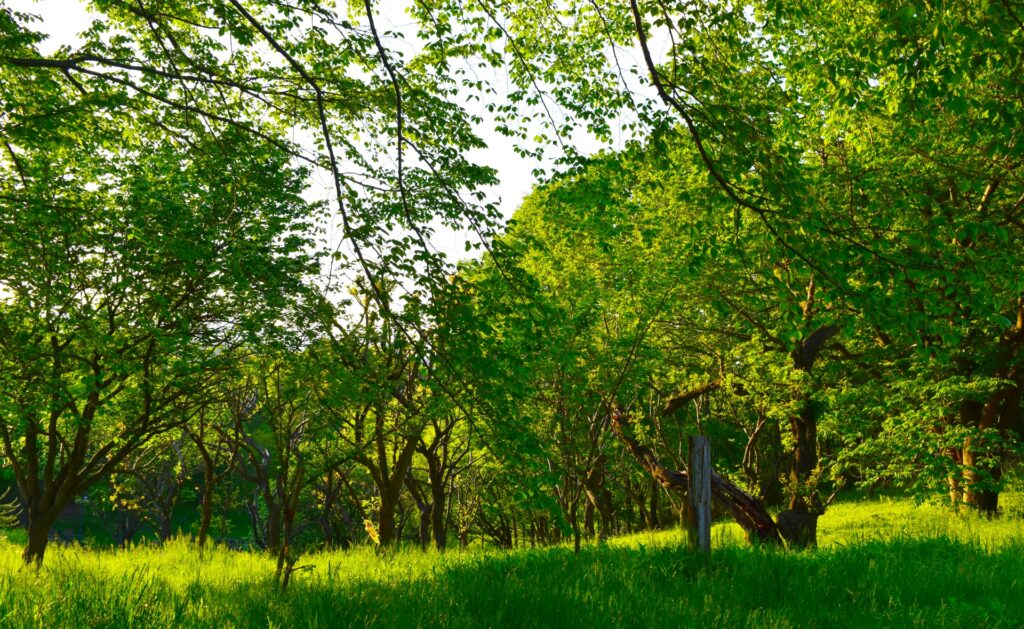 栃谷戸公園