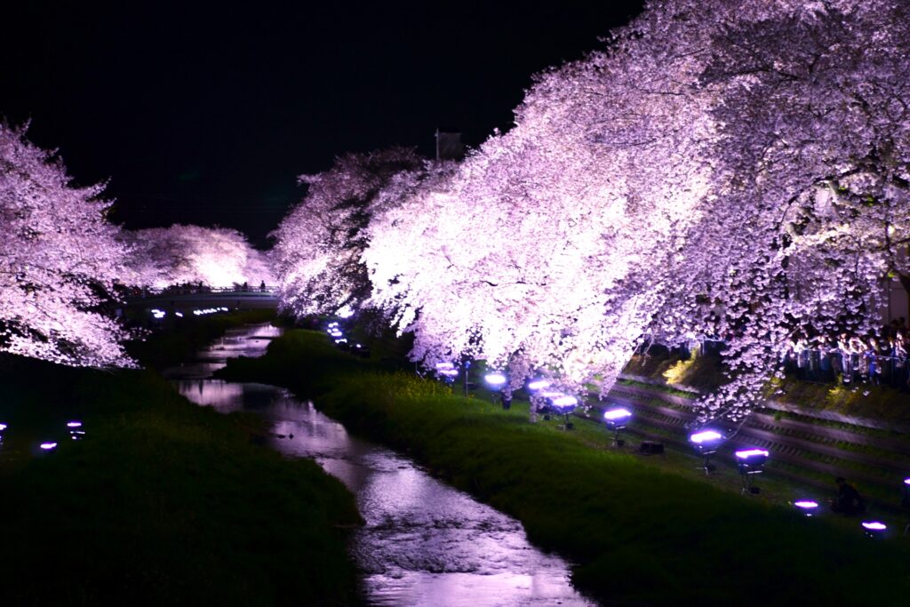 野川の桜並木｜調布市