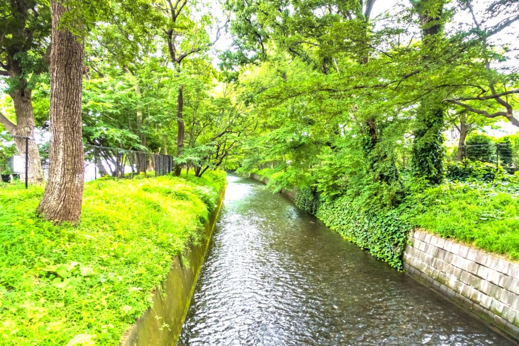 玉川上水緑道