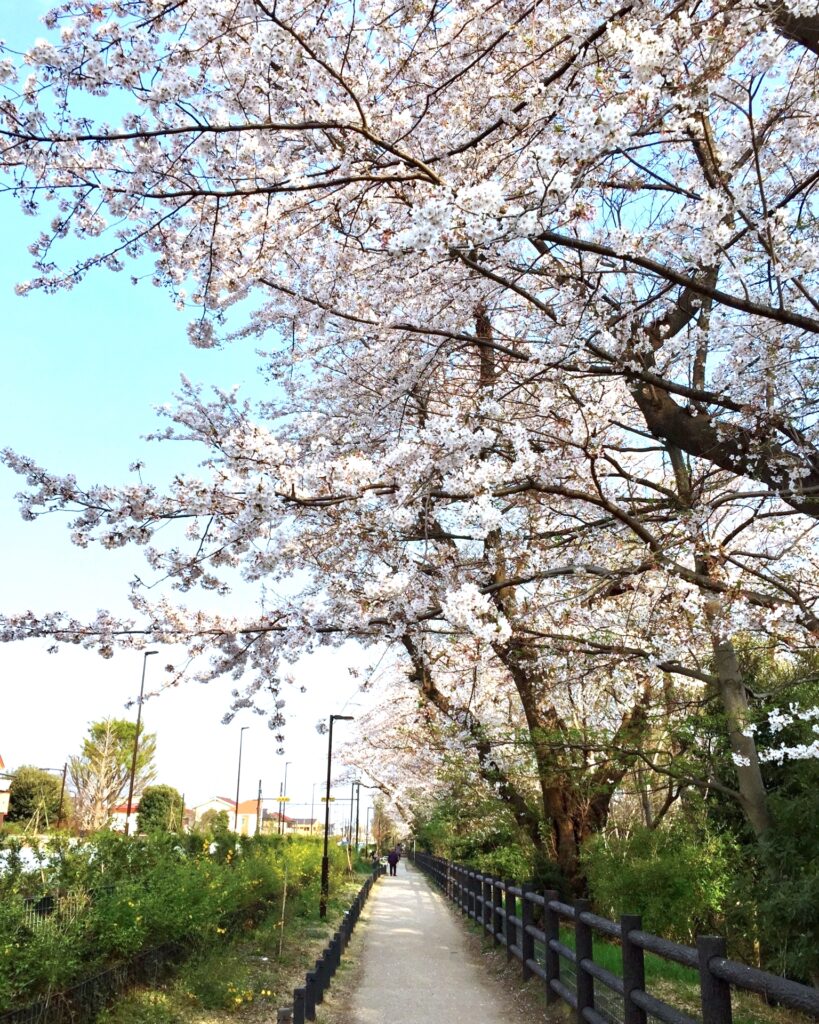 玉川上水の桜（小金井桜）