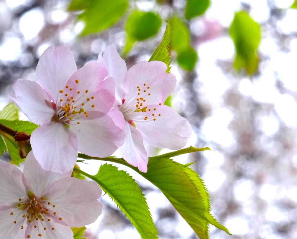 玉川上水の桜（小金井桜）