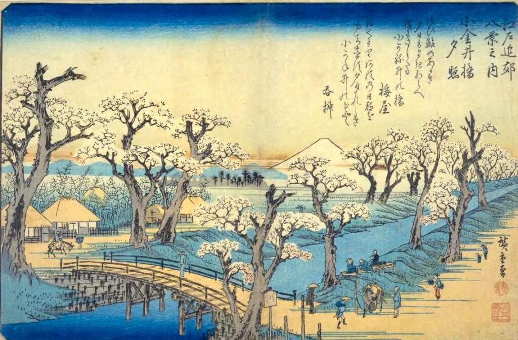 玉川上水の桜（小金井桜）