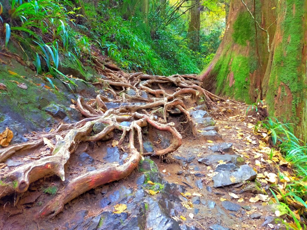 高尾山自然研究路6号路（琵琶滝コース）