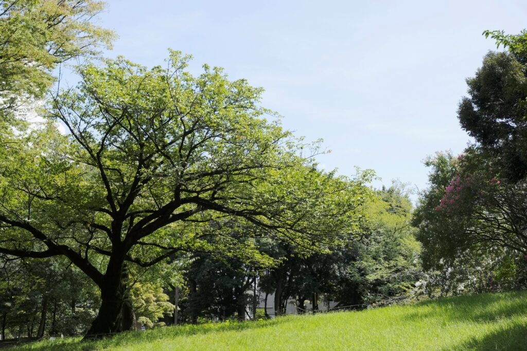 蚕糸の森公園