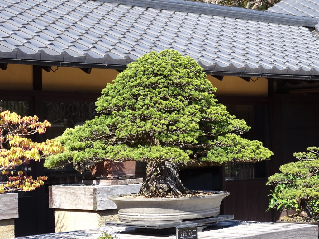昭和記念公園・盆栽苑