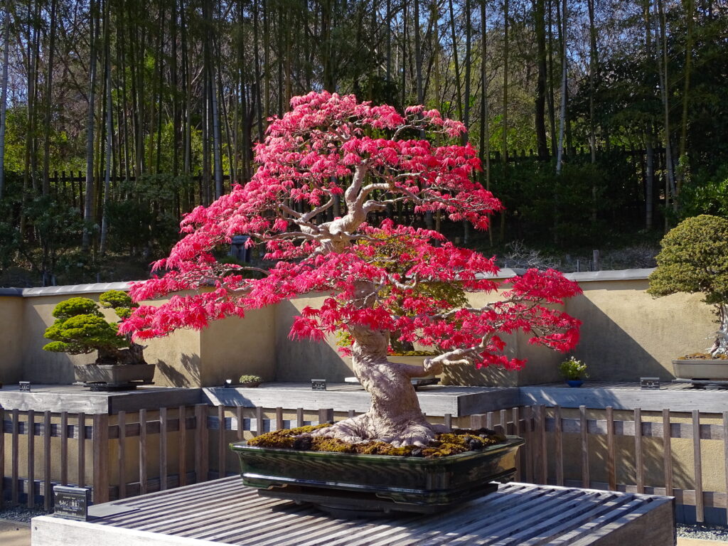 昭和記念公園・盆栽苑
