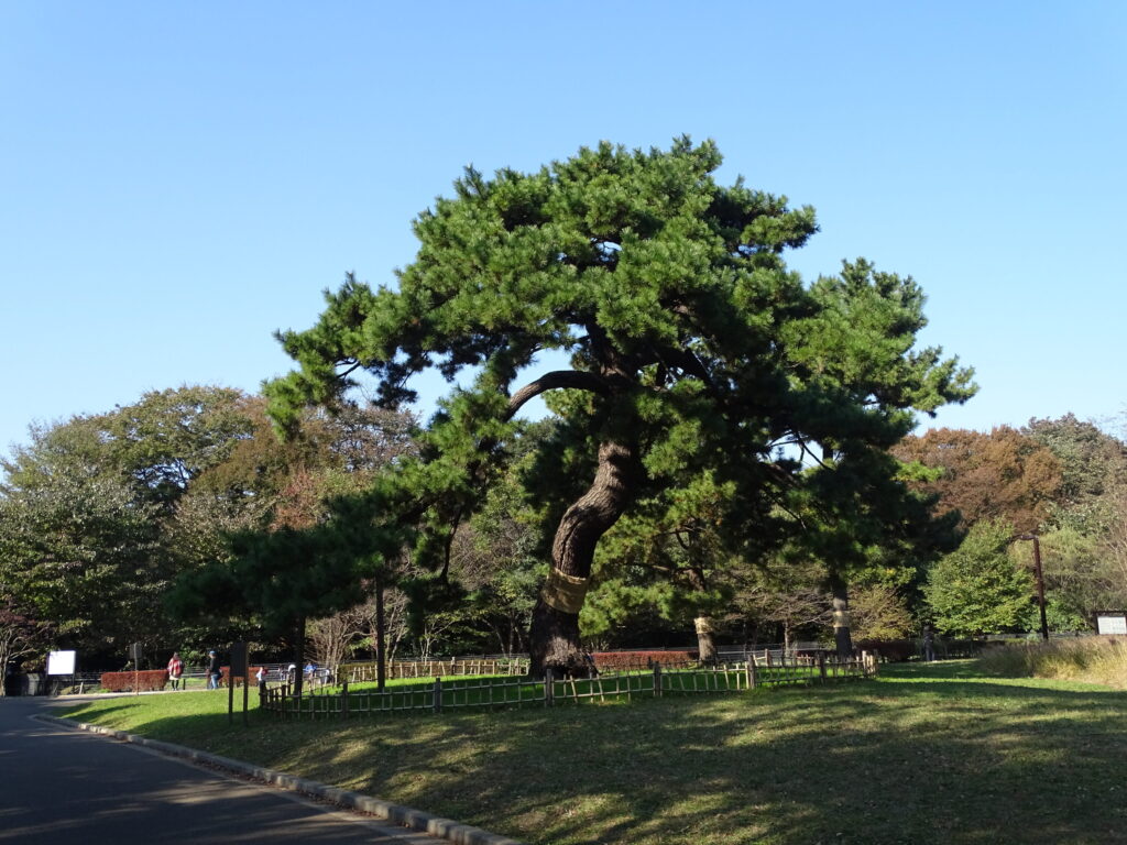代々木公園・閲兵式の松