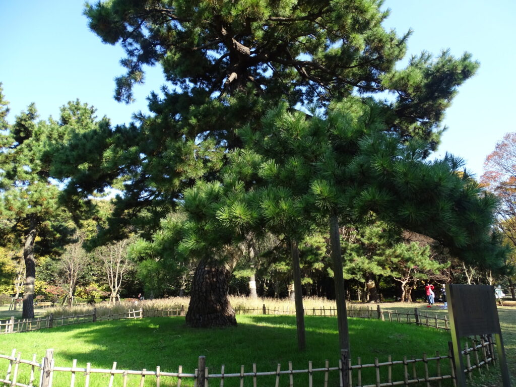 代々木公園・閲兵式の松