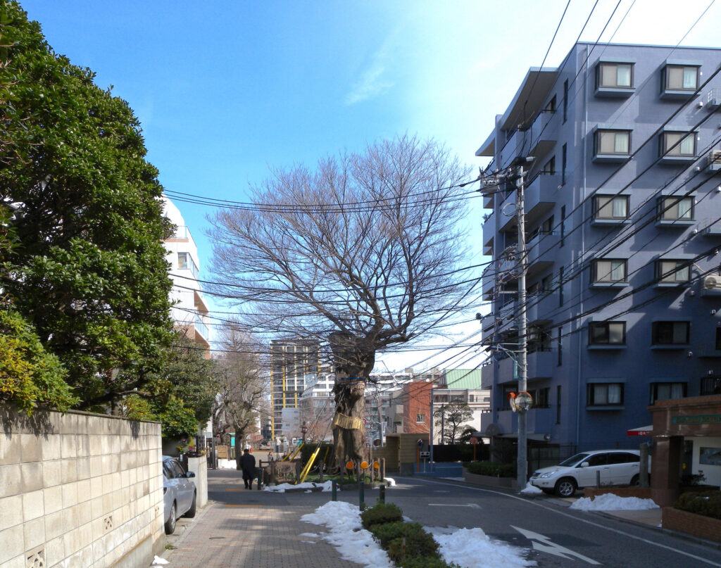 善光寺坂のムクノキ