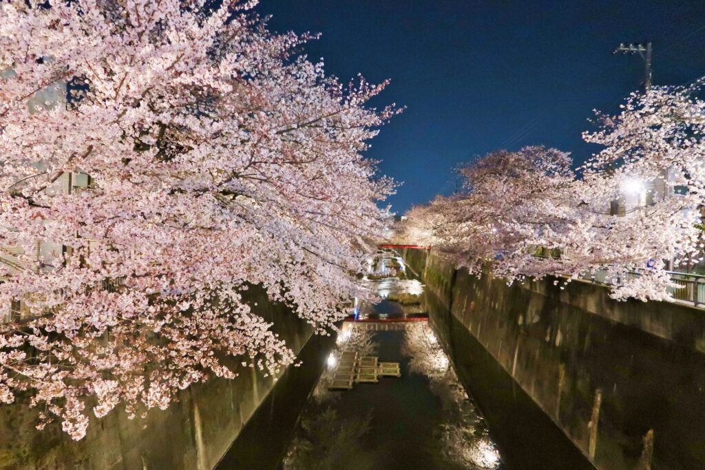 石神井川の桜並木