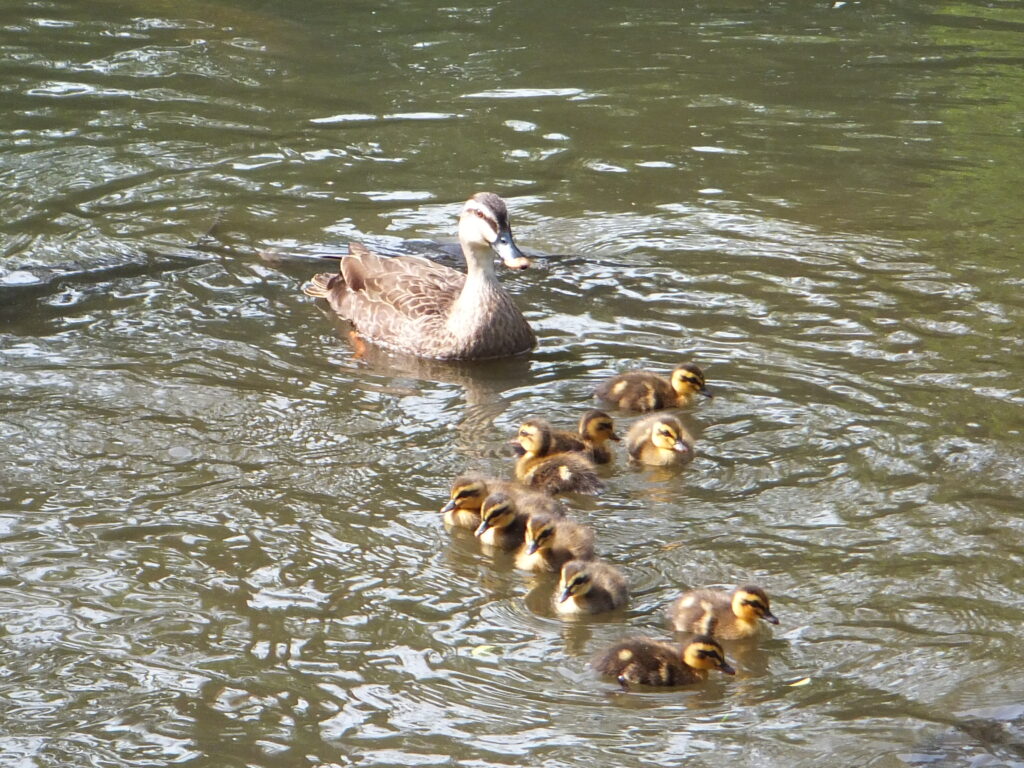 東綾瀬公園