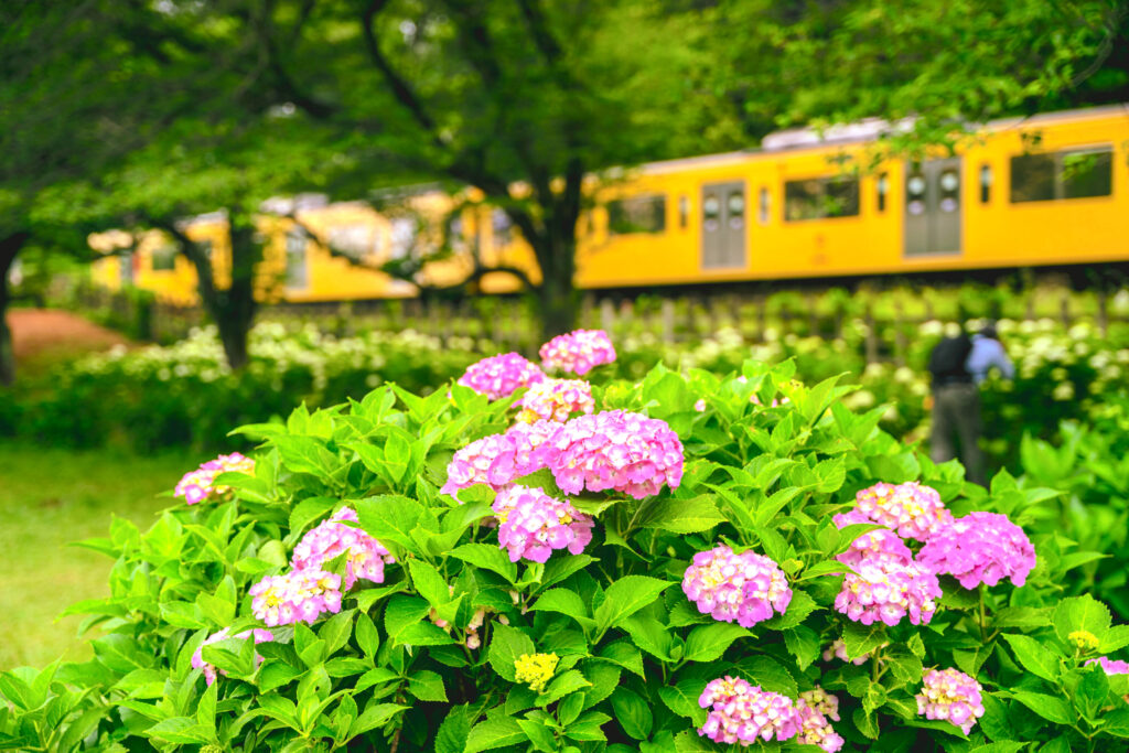 北山公園