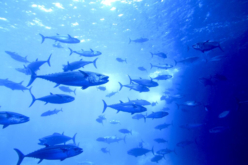 マグロ穴