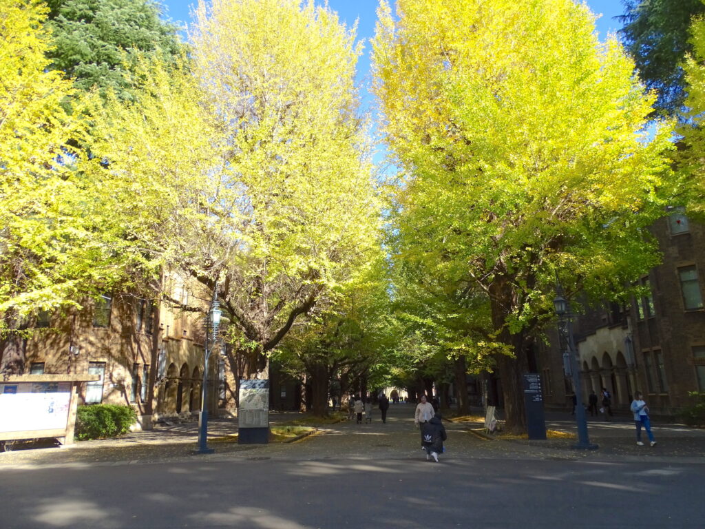 東大・銀杏並木