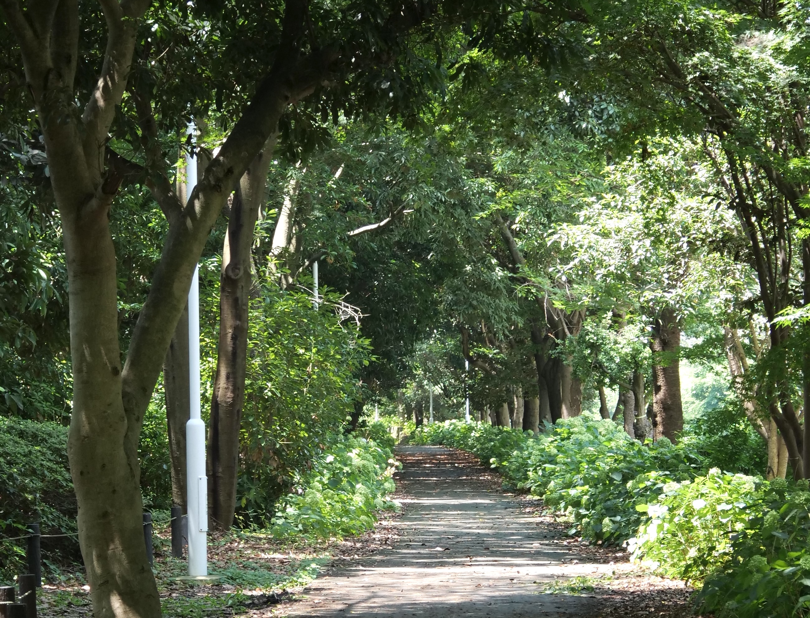 夢の島緑道公園