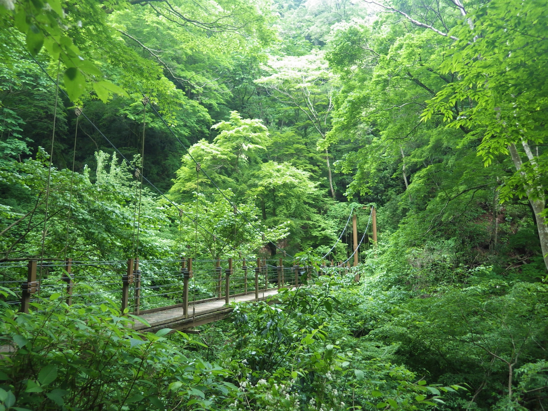 高尾山自然研究路4号路（つり橋コース）