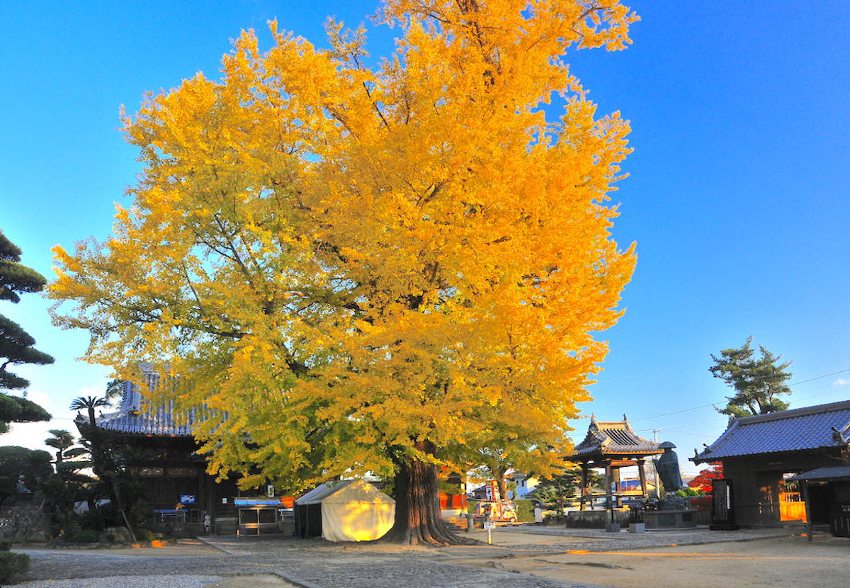 地蔵寺（四国八十八ヶ所霊場第5番札所）
