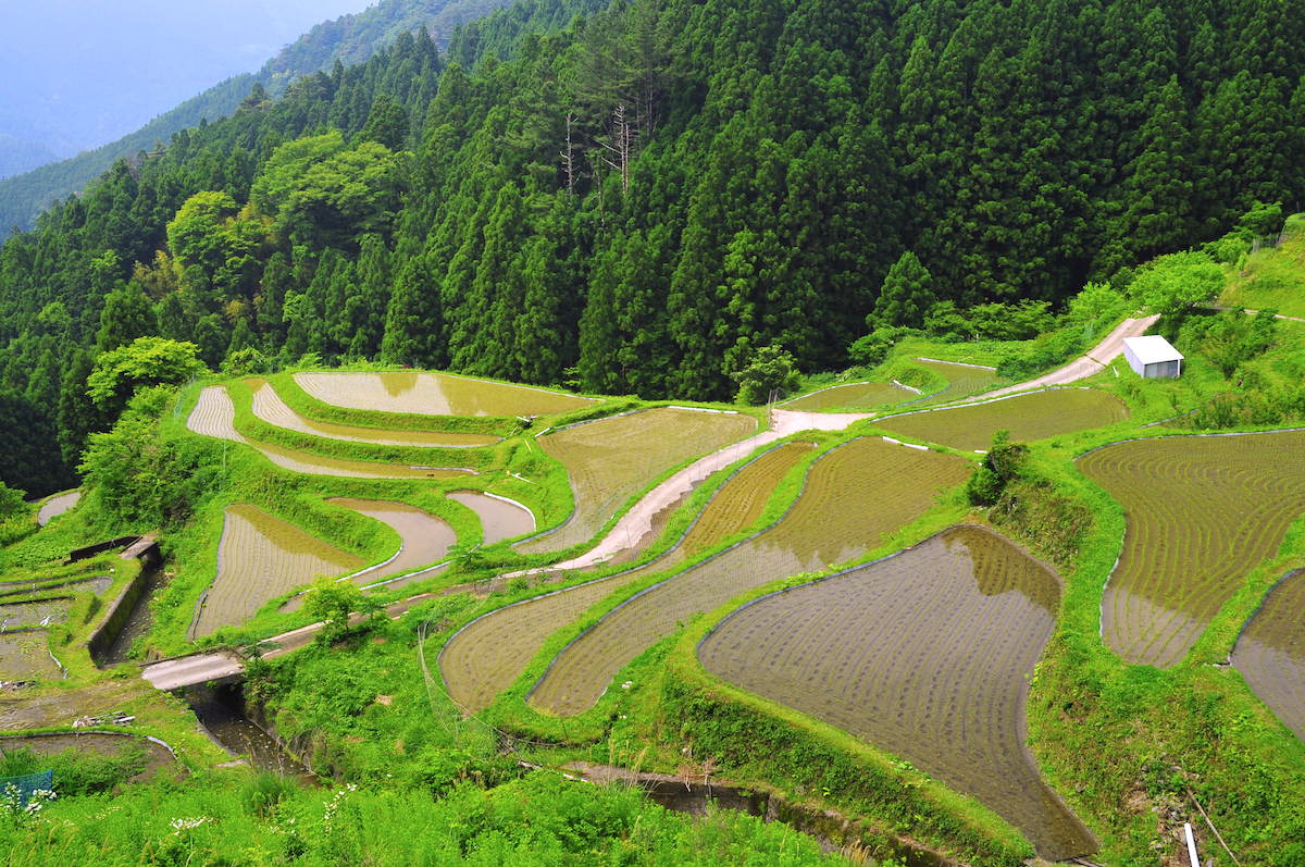 樫原の棚田