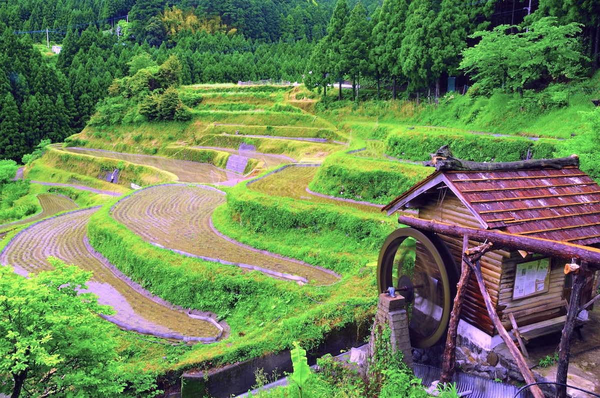 樫原の棚田