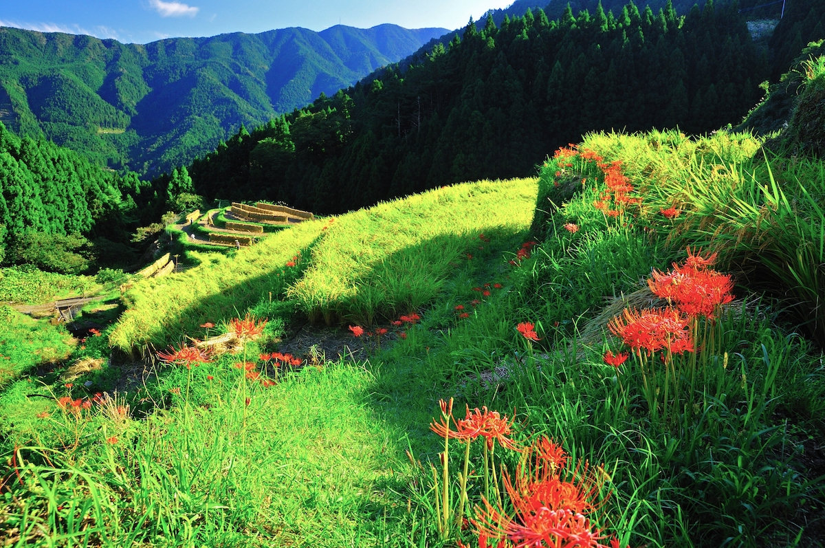 樫原の棚田