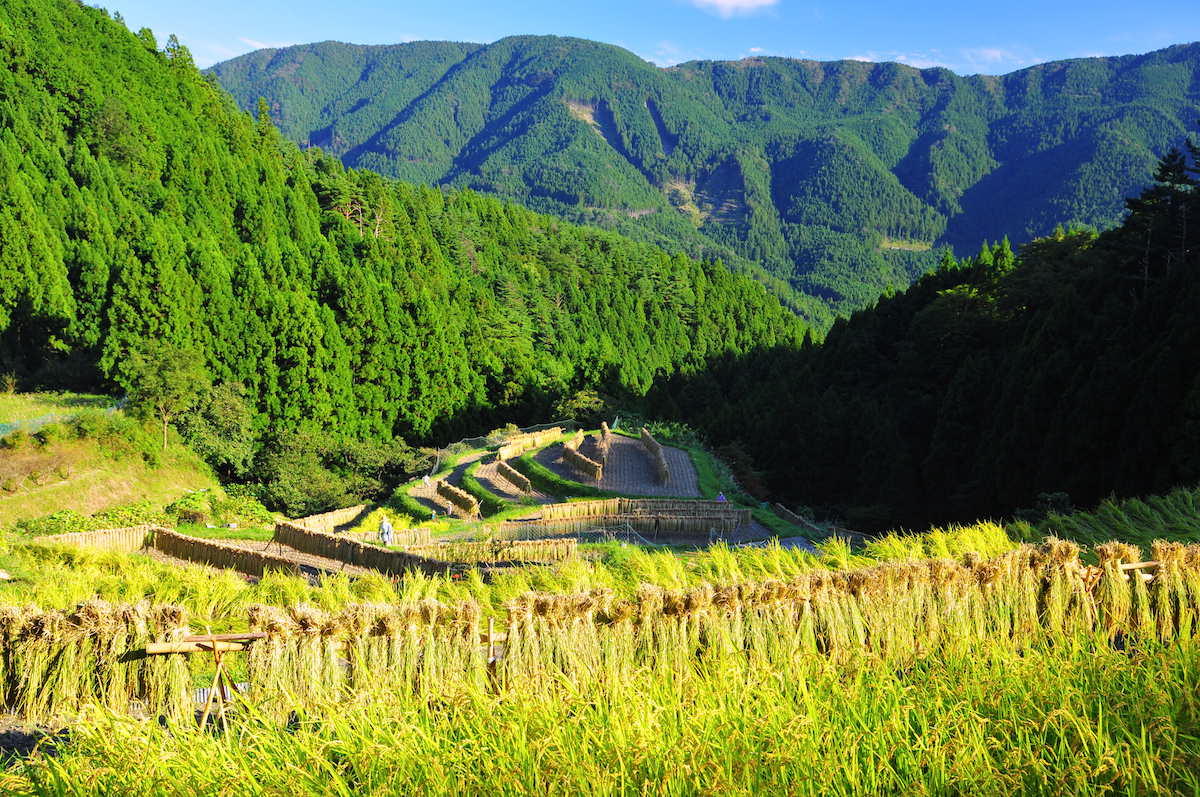 樫原の棚田