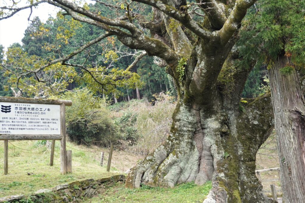 赤羽根大師のエノキ