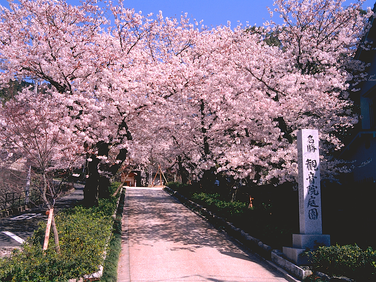 桜咲く春の観音院