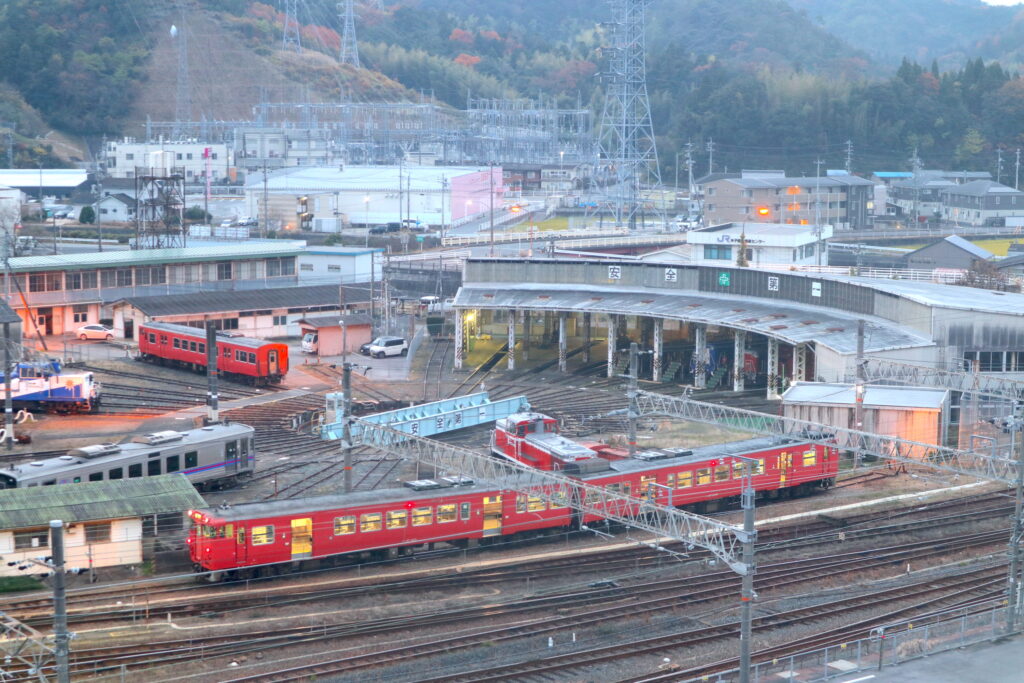 こごみ （道東産） 北海道産】天然・こごみ(コゴミ、クサソテツ) | 森田苗圃