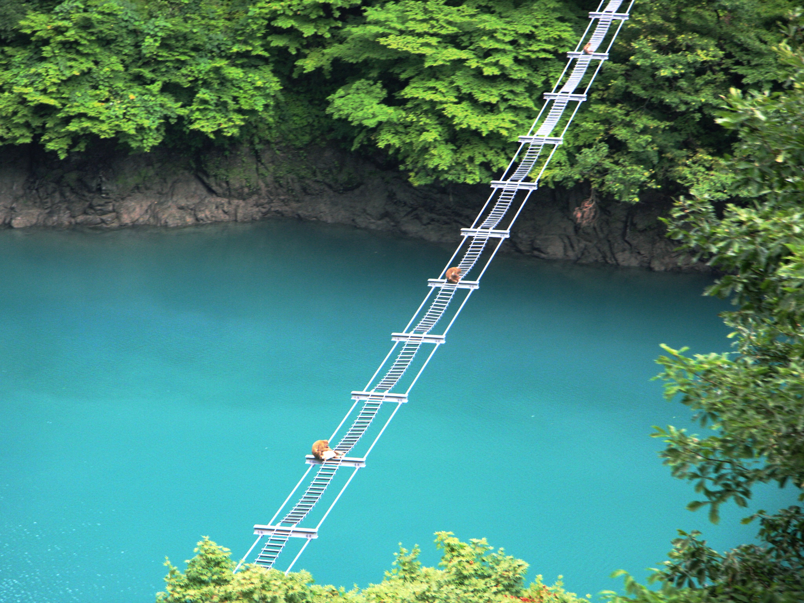 猿専用吊り橋