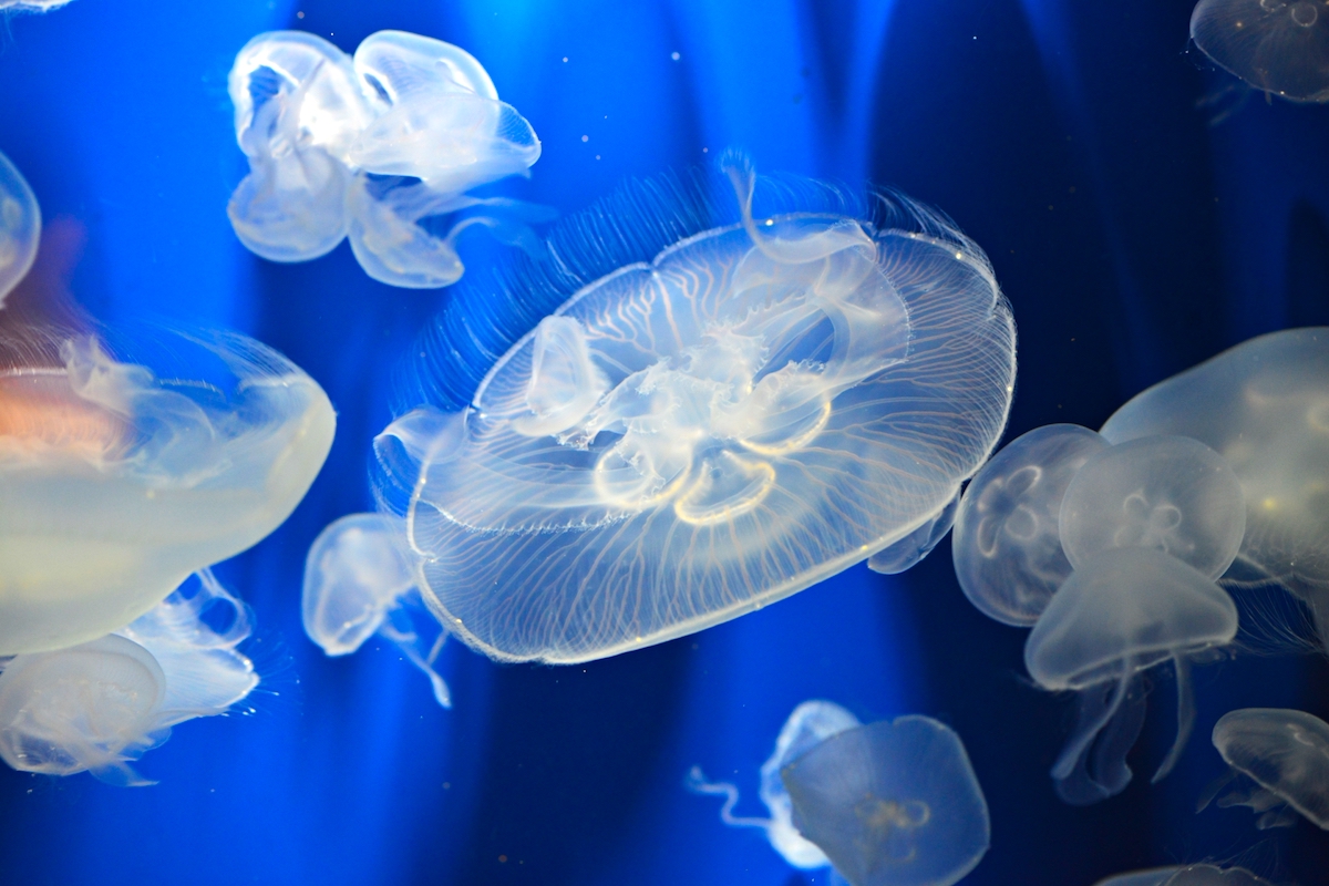 下関市立しものせき水族館「海響館」