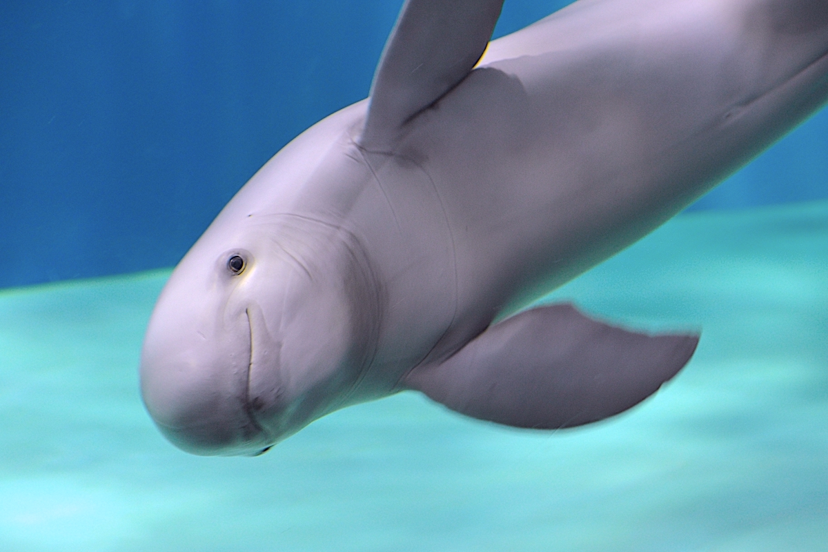下関市立しものせき水族館「海響館」